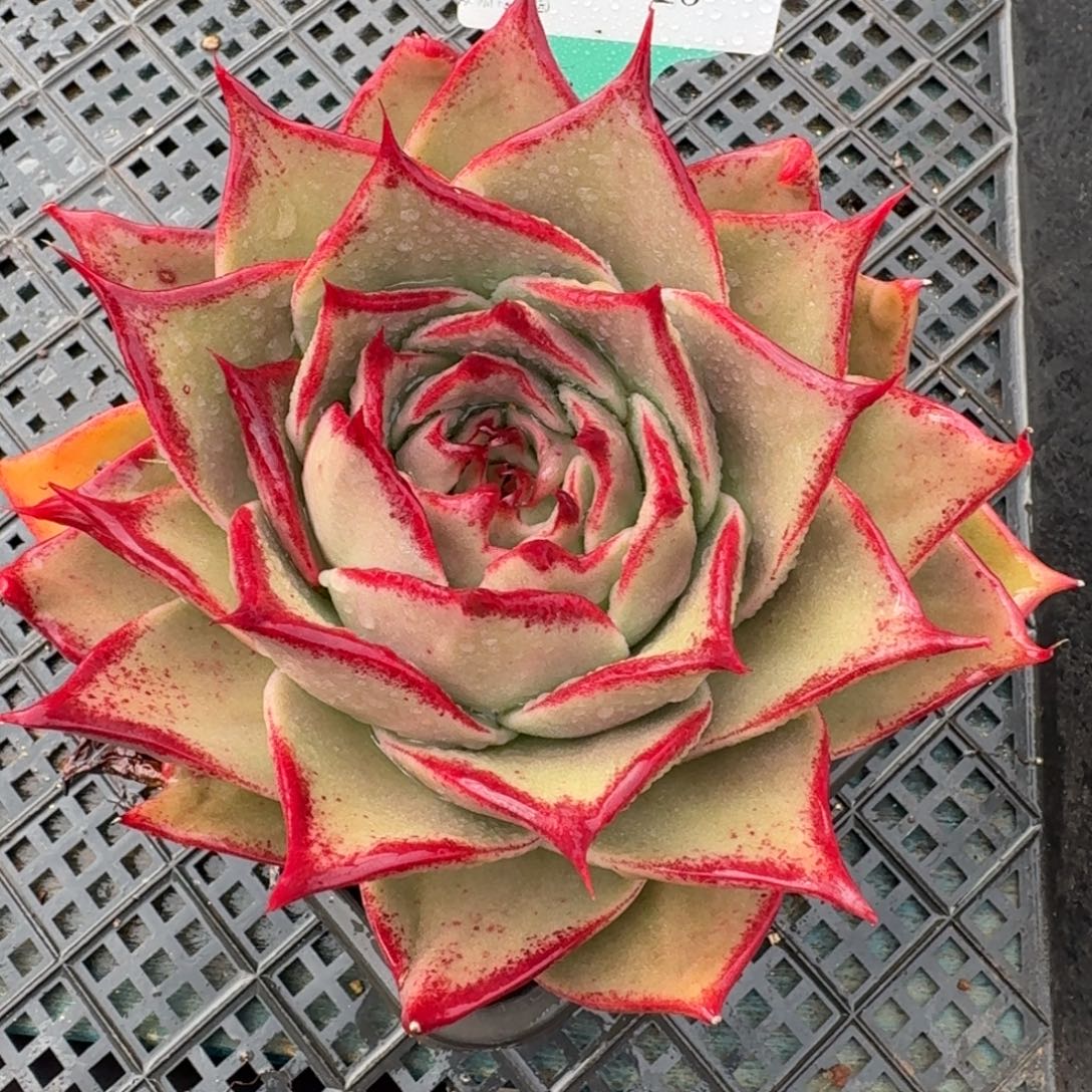 从前慢多肉精选编号1203.25