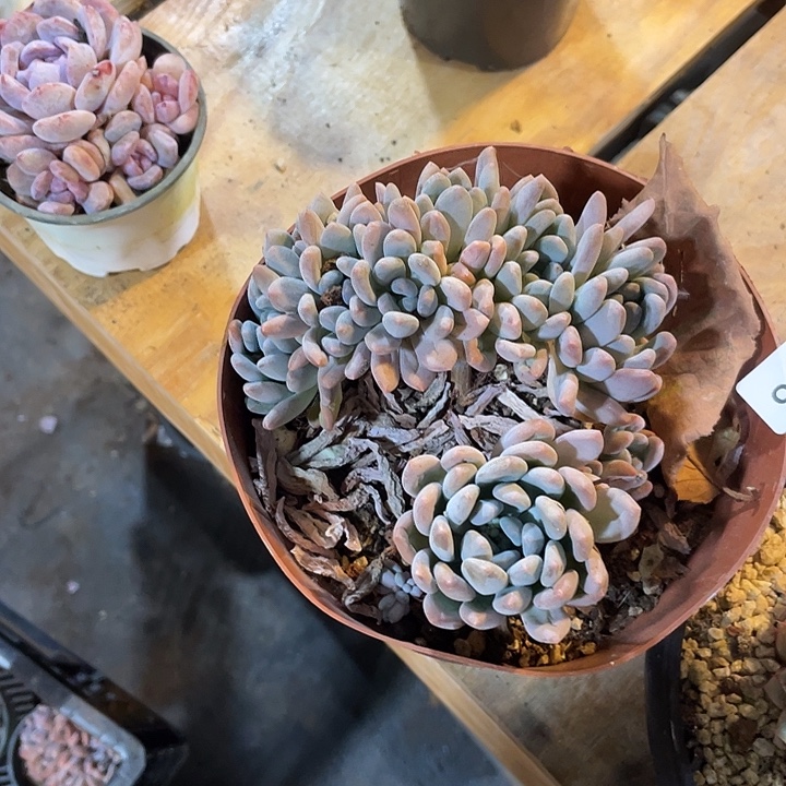 小***肉076 满20包邮脱土发货