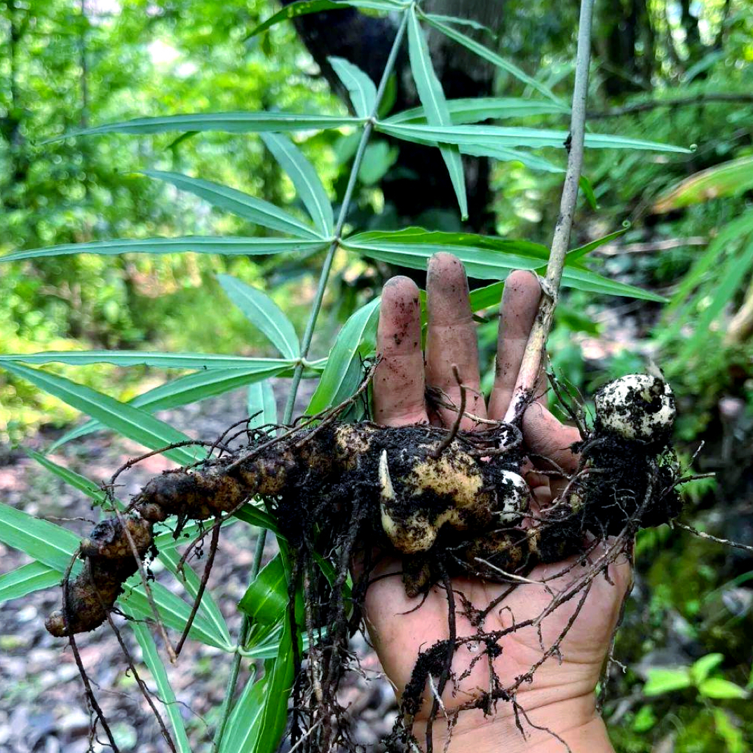 【黄-精】 现挖新鲜黄精 煲汤泡酒 养生必备