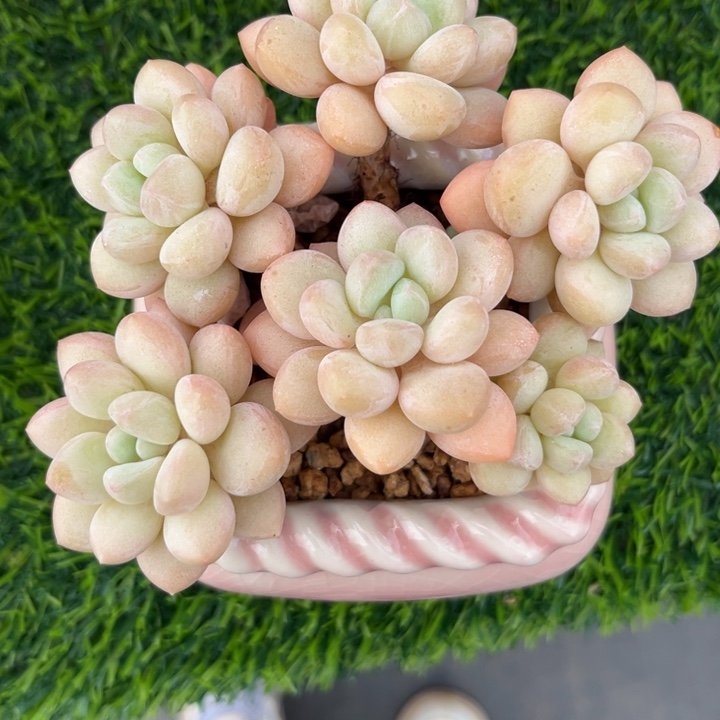 泡泡糖多肉老庄12冠幅