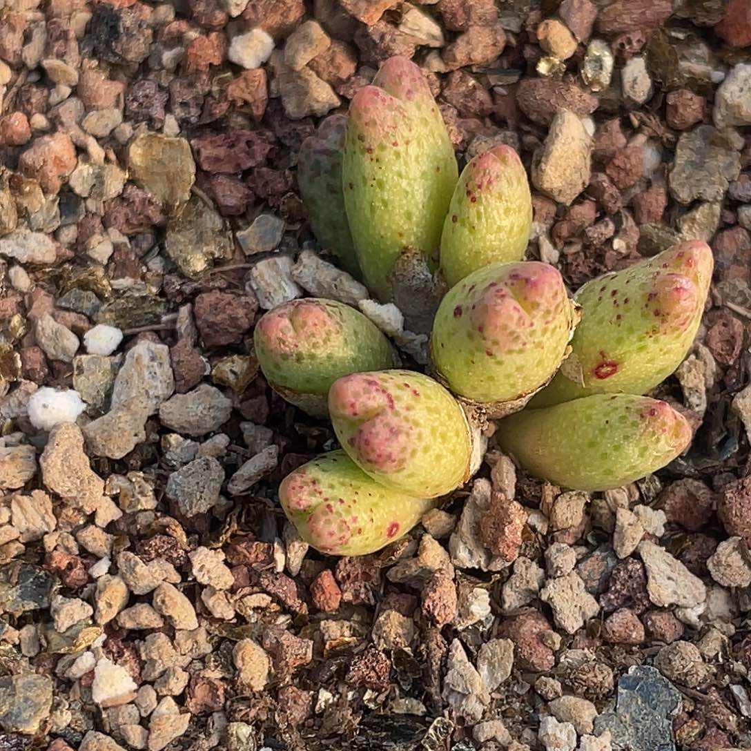 2-121草莓斑马肉锥