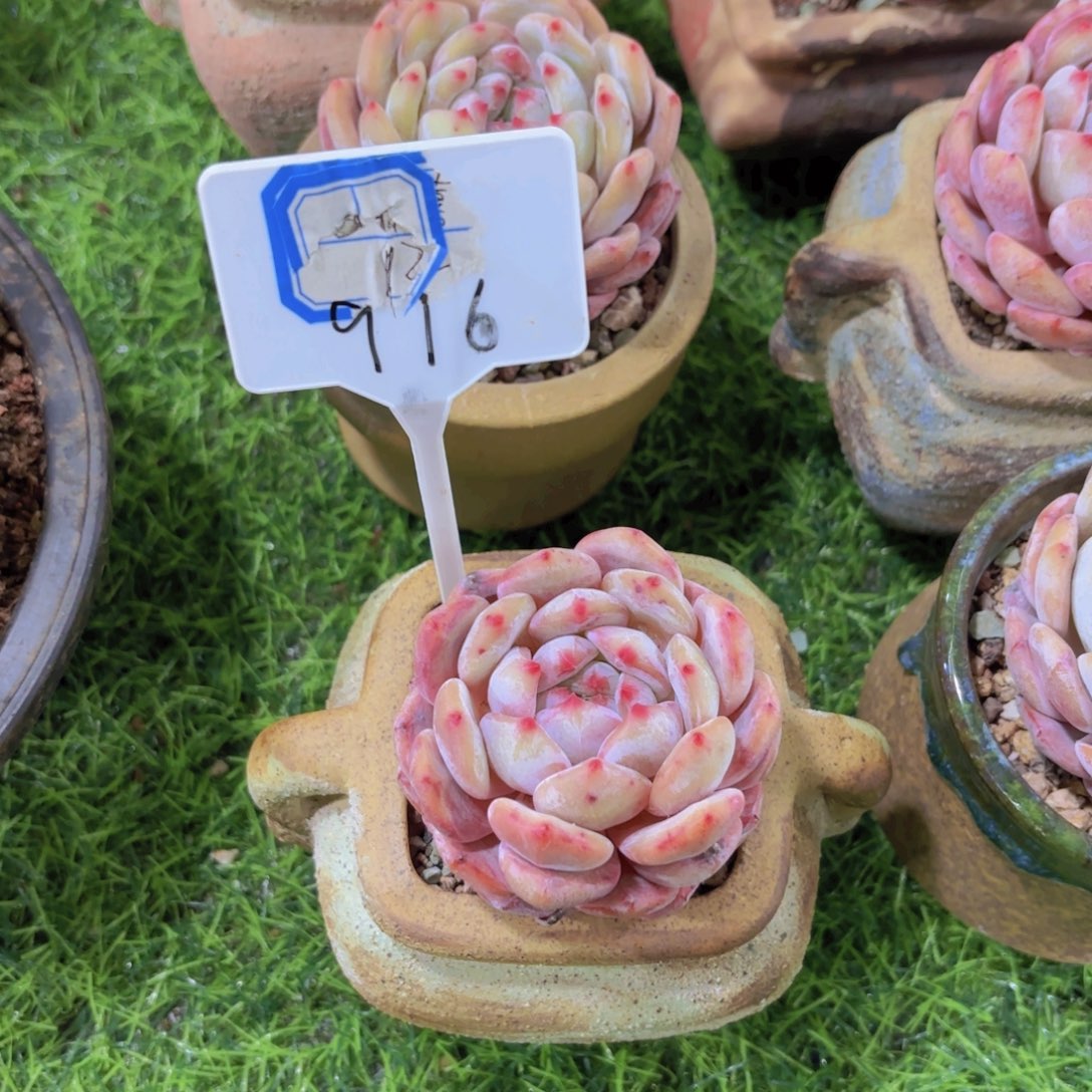 &**&我的小可爱们都好可爱