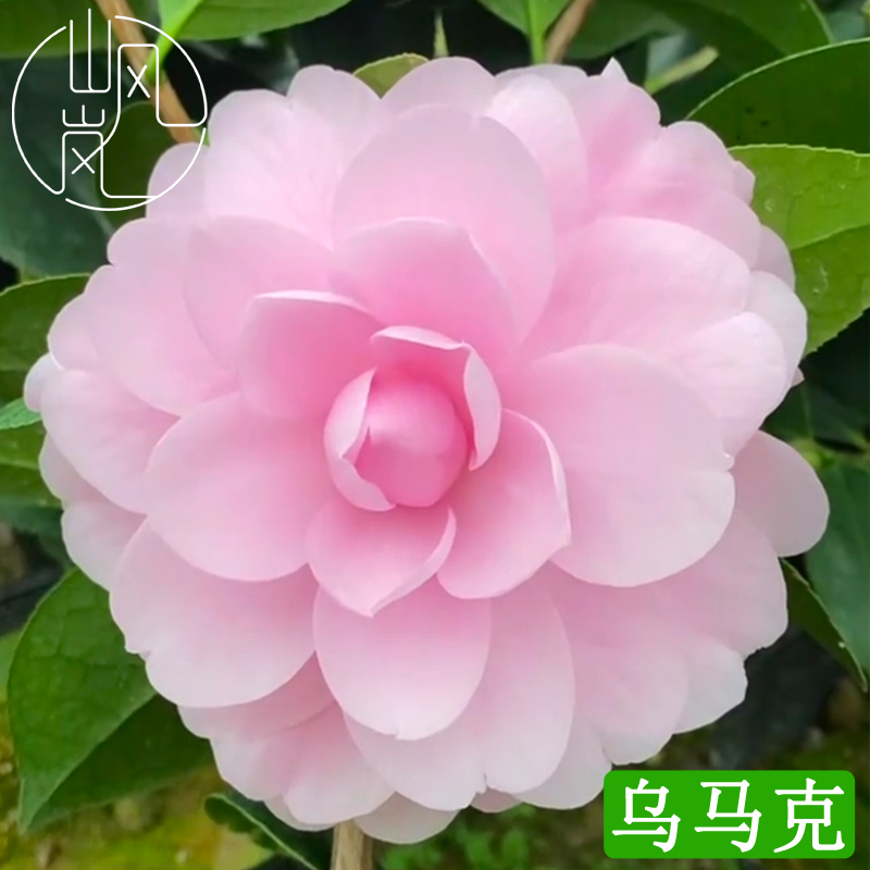 【乌马克】正品山茶花树苗花卉盆栽名贵品种带花苞绿植好养易活植物