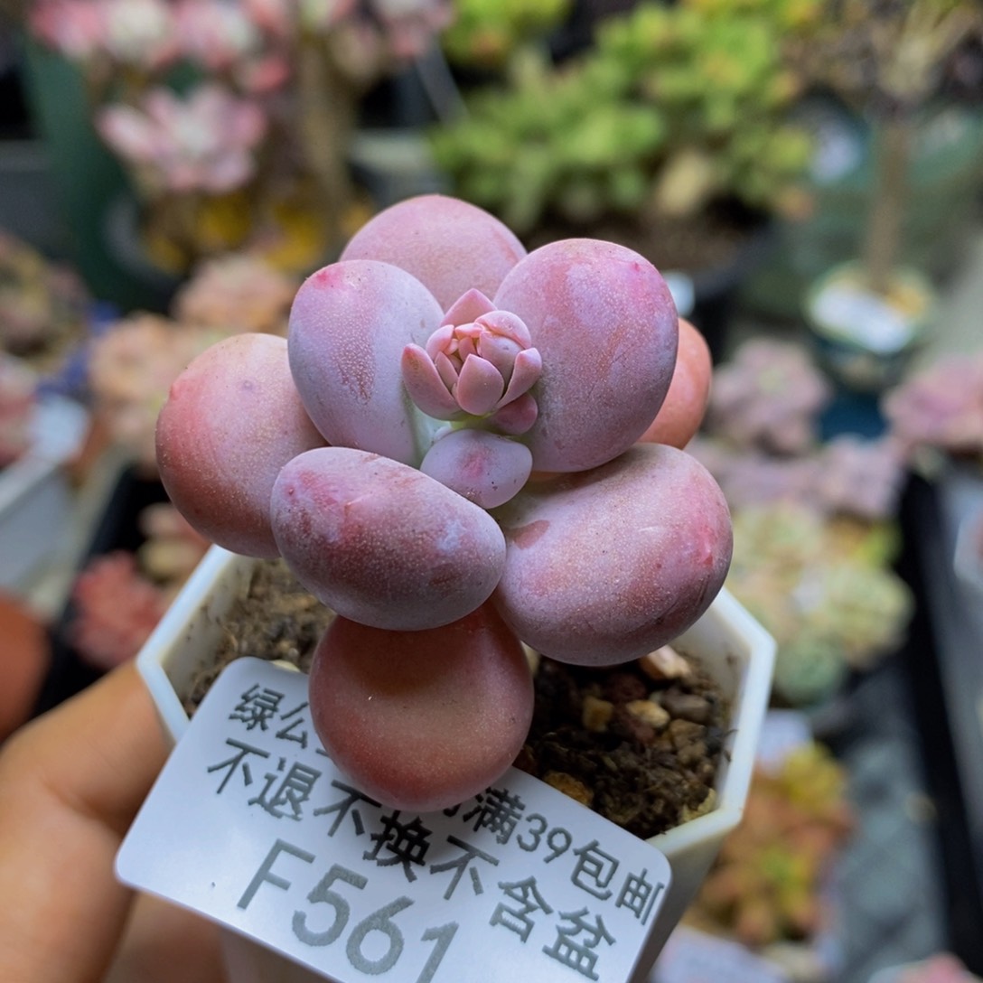 561蛋黄奶多肉3c m