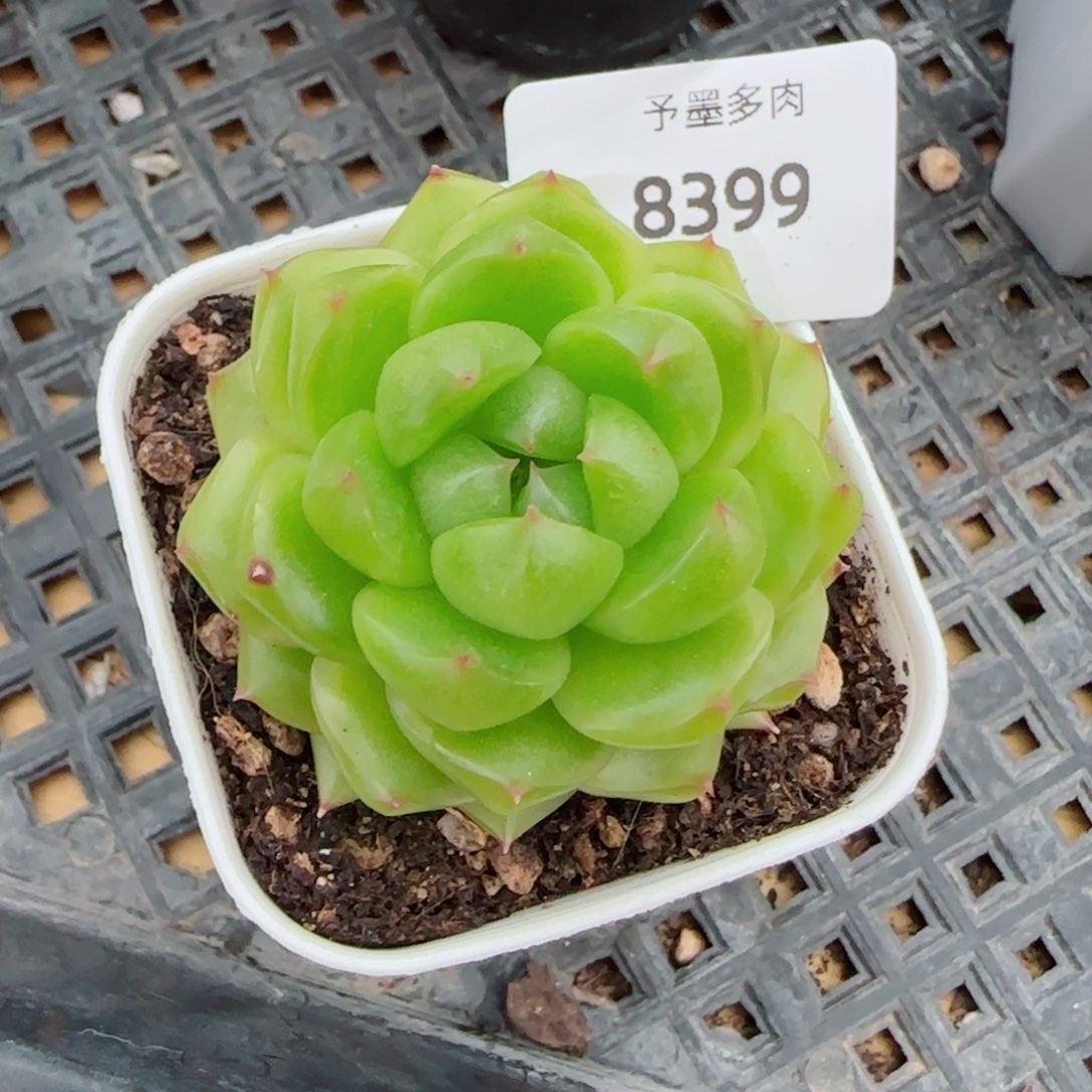 空灵珍妮，8399多肉植物