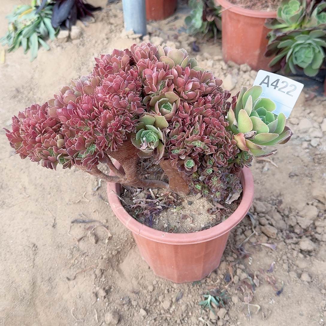 422火玫瑰一颗满28包邮