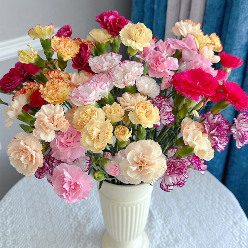 【混色多头康】多头康乃馨新鲜鲜花花束云南鲜花基地直发客厅装饰