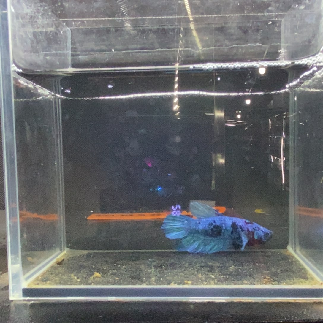 斗鱼包活不包损所见即所得012