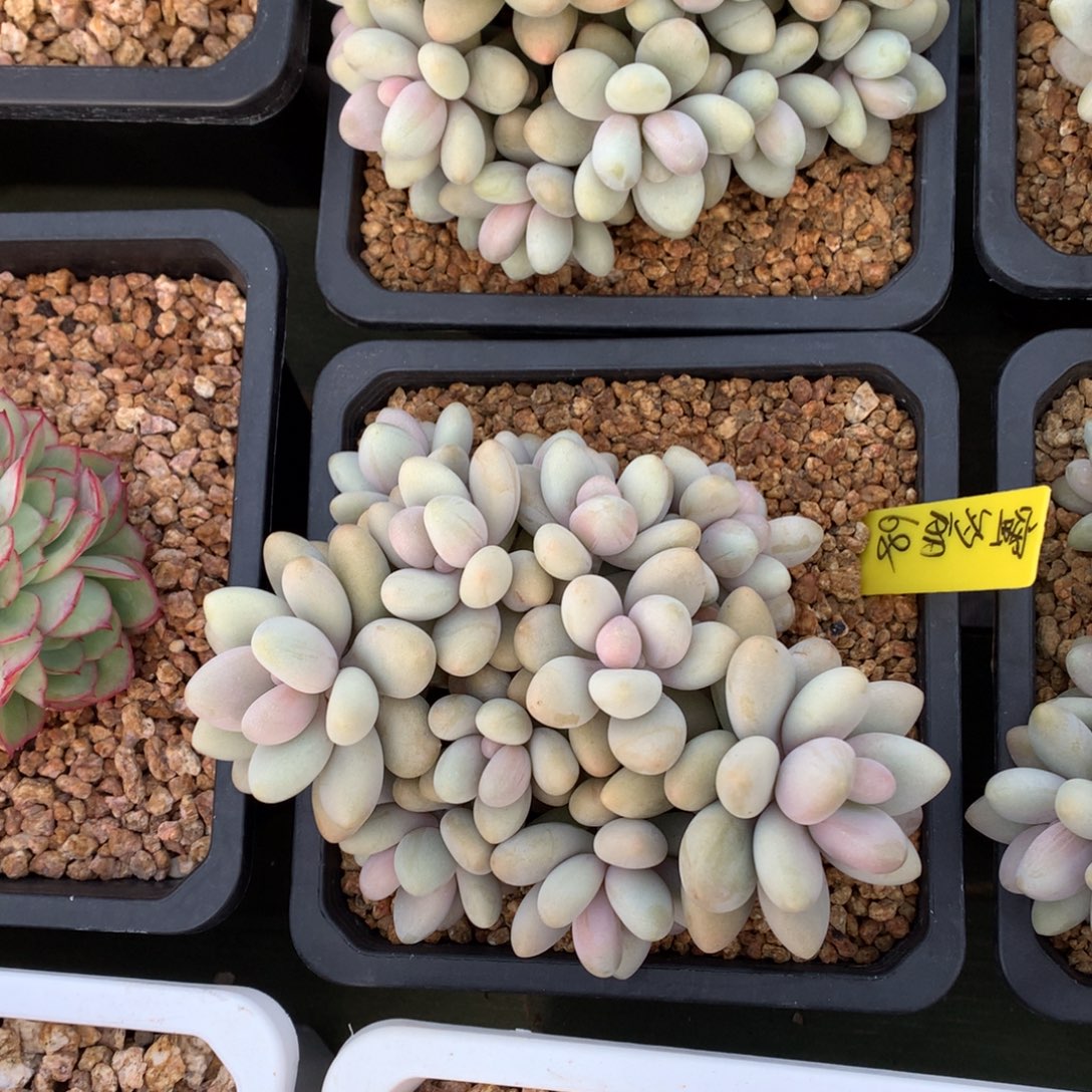 蜜多丽 多头 一颗  