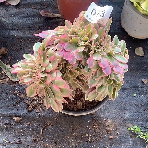 193女巫缀化多肉