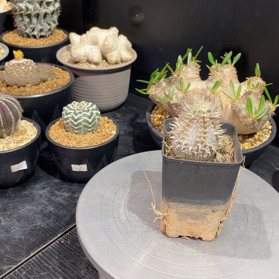 惠比大黑带盆包邮