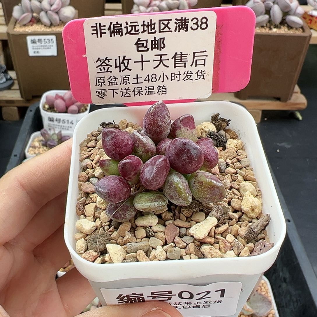 021鼓锤多肉植物