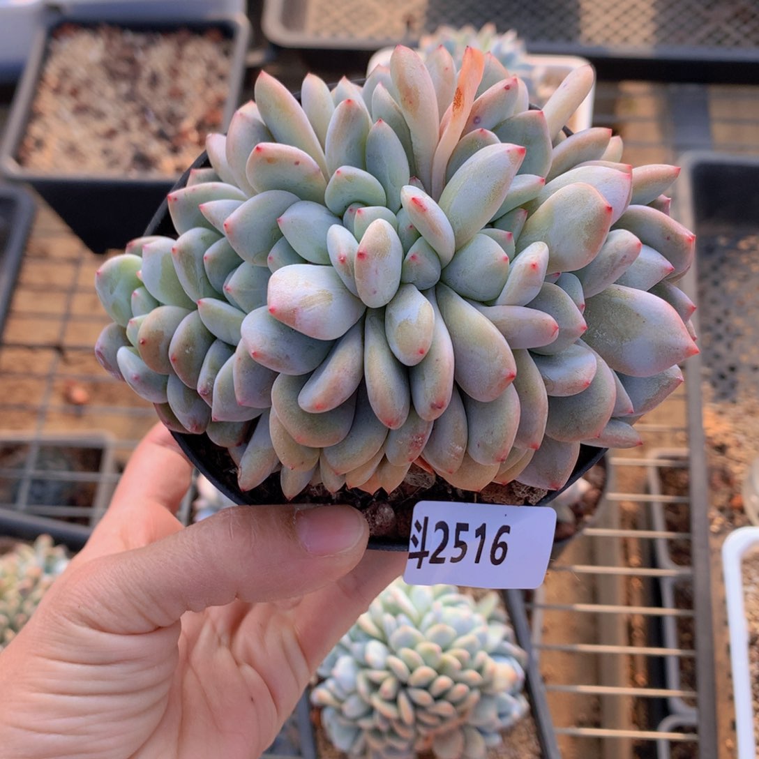 2516朵朵鲜花的玫瑰花茶