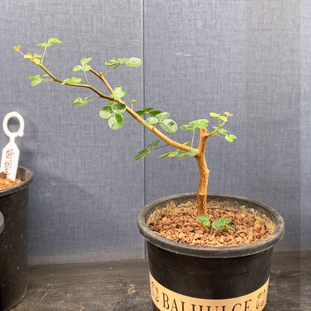 波叶没药带盆实生