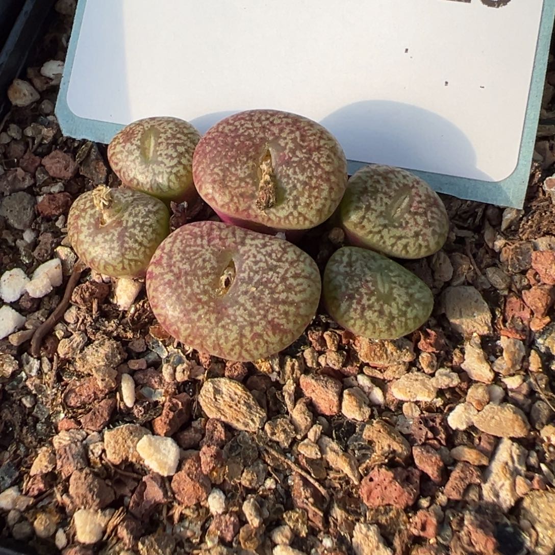 26-119肉锥多肉植物