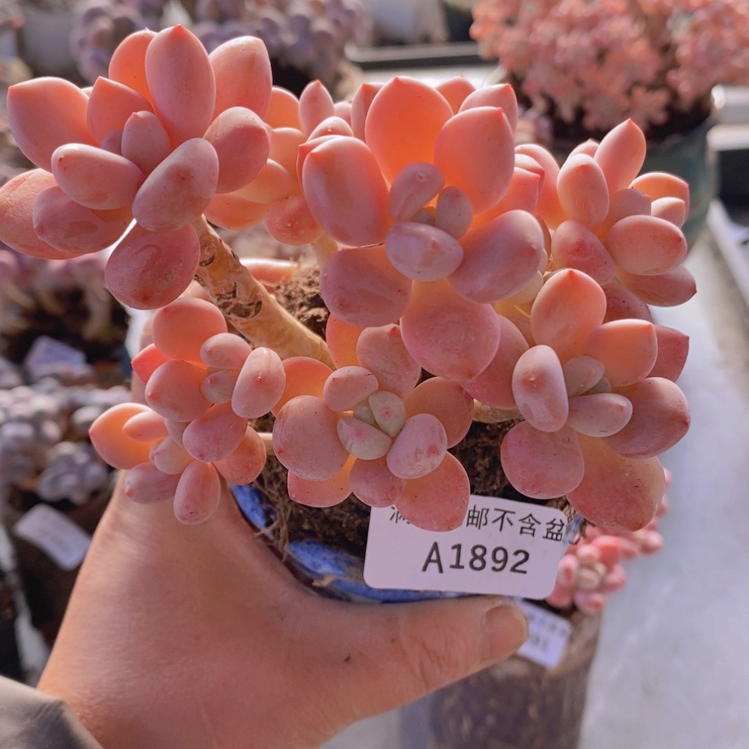 樱花洛神10cm1892多肉植物