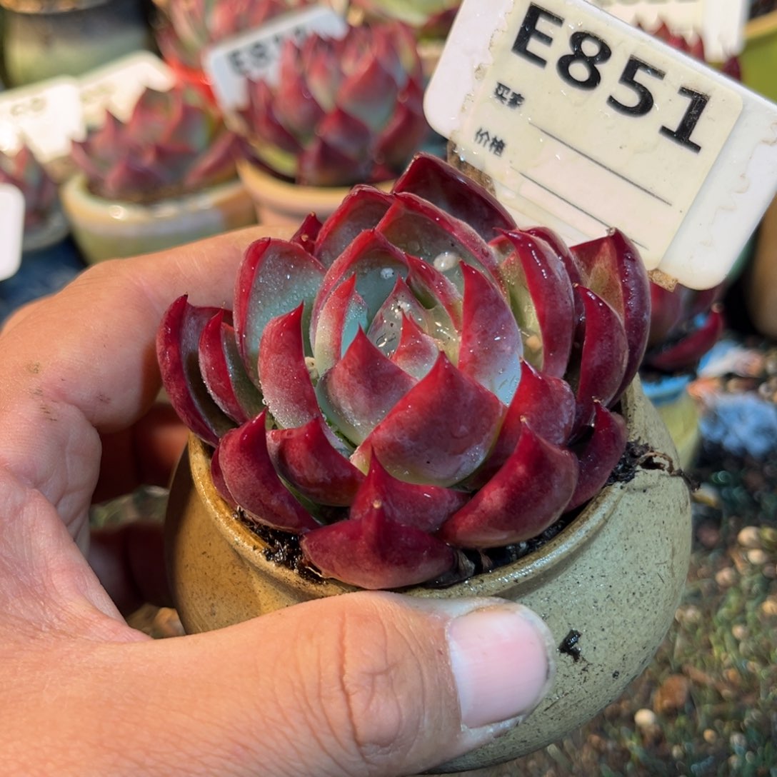 惊鸿一瞥851号多肉