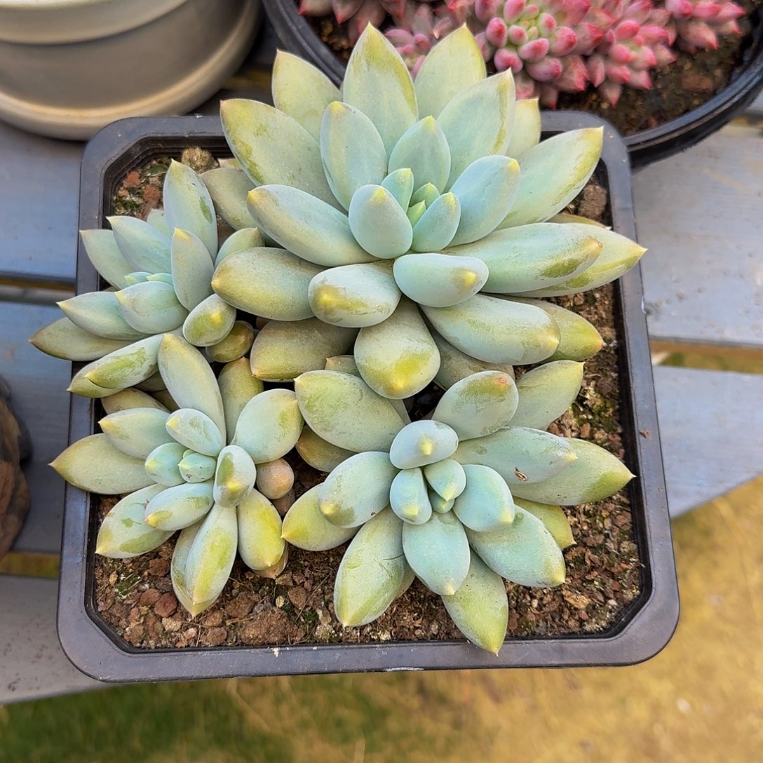 哥特萝莉一颗竞拍价格