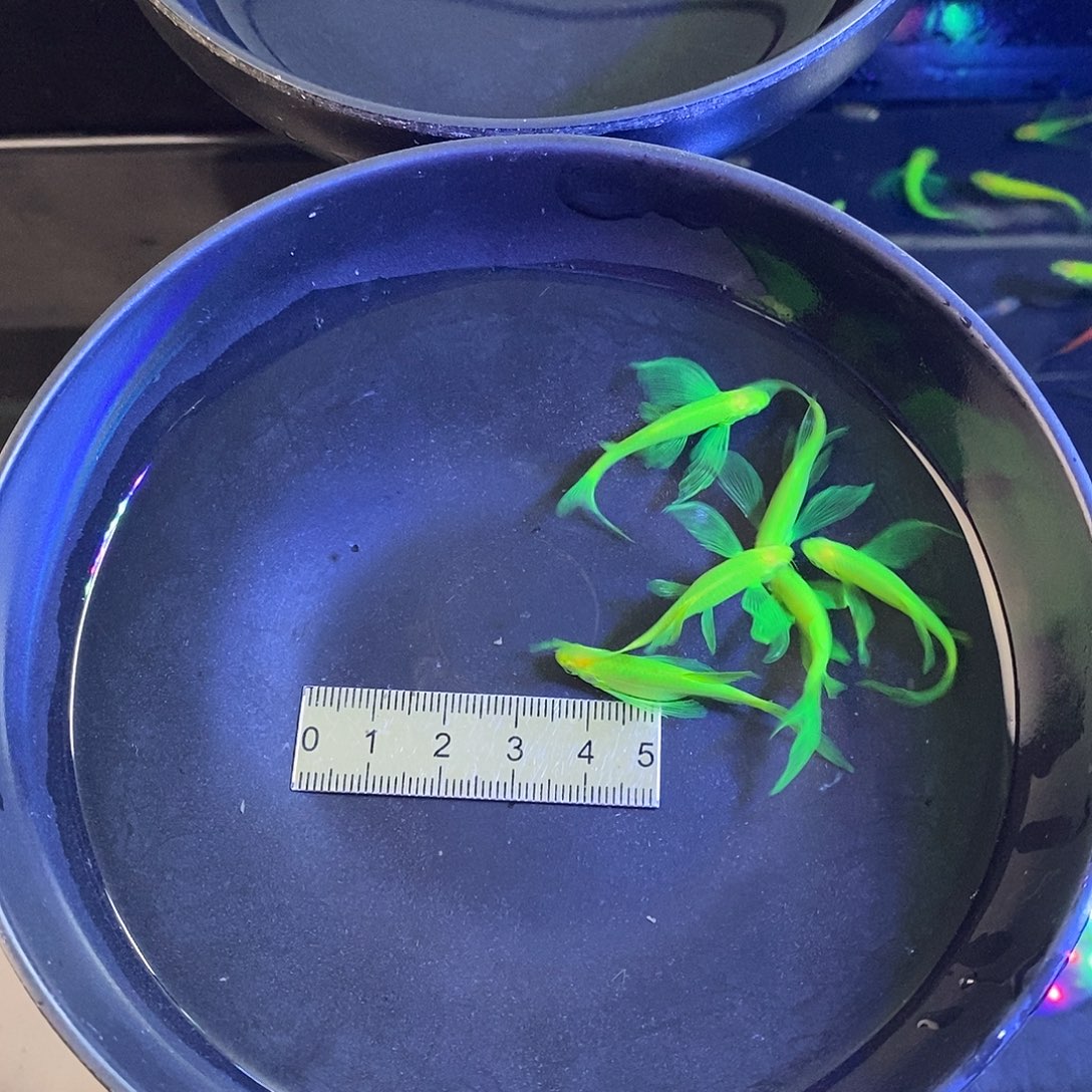 斑马鱼蝶翼斑马精品翡翠绿6个