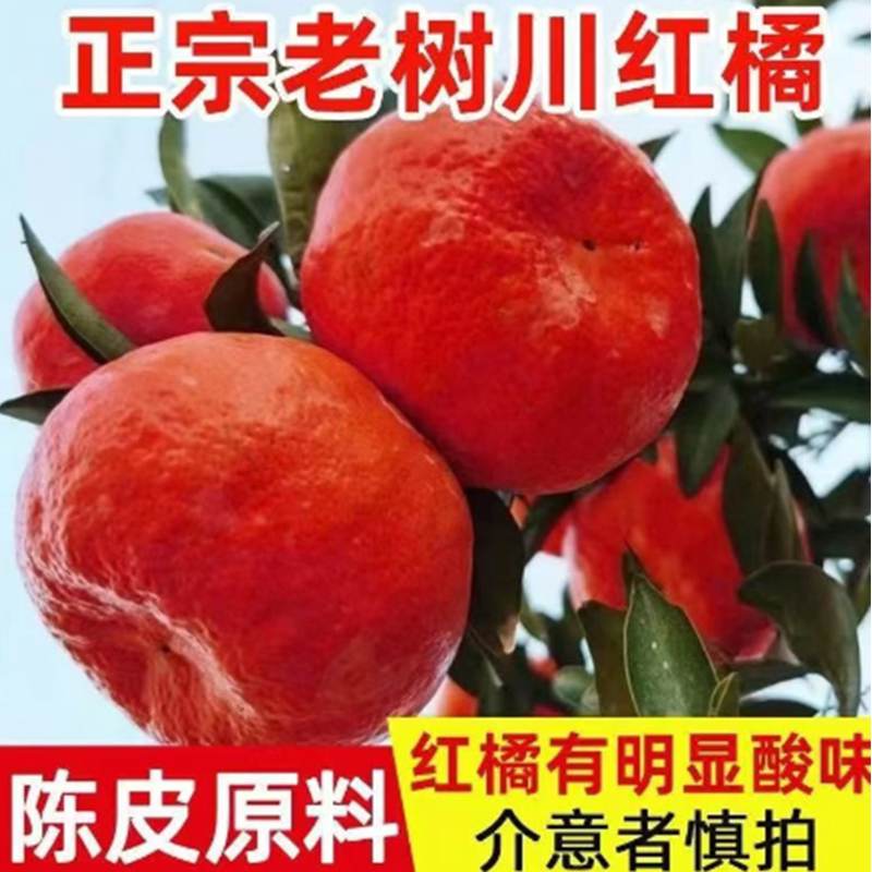 【小凤】老树川红橘大红袍新鲜现摘可做陈皮水果罐头酸甜有籽古红橘