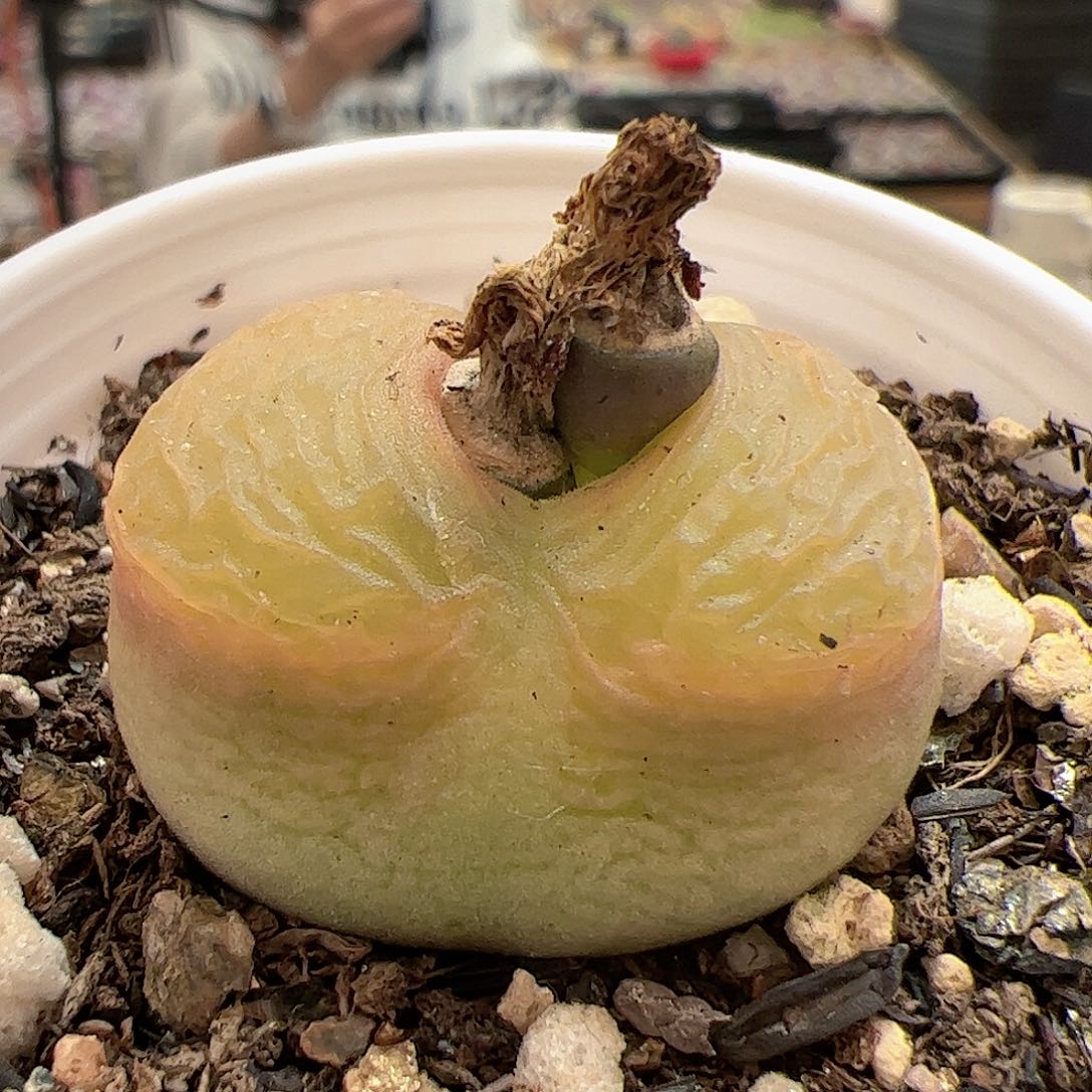 【闪购商品】237 带盆