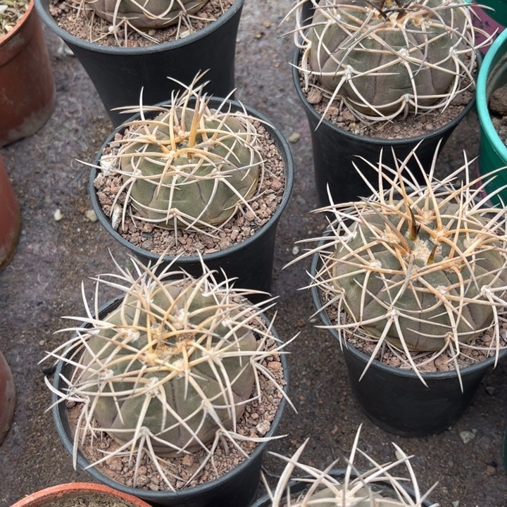 实生天平光淋玉好养皮实