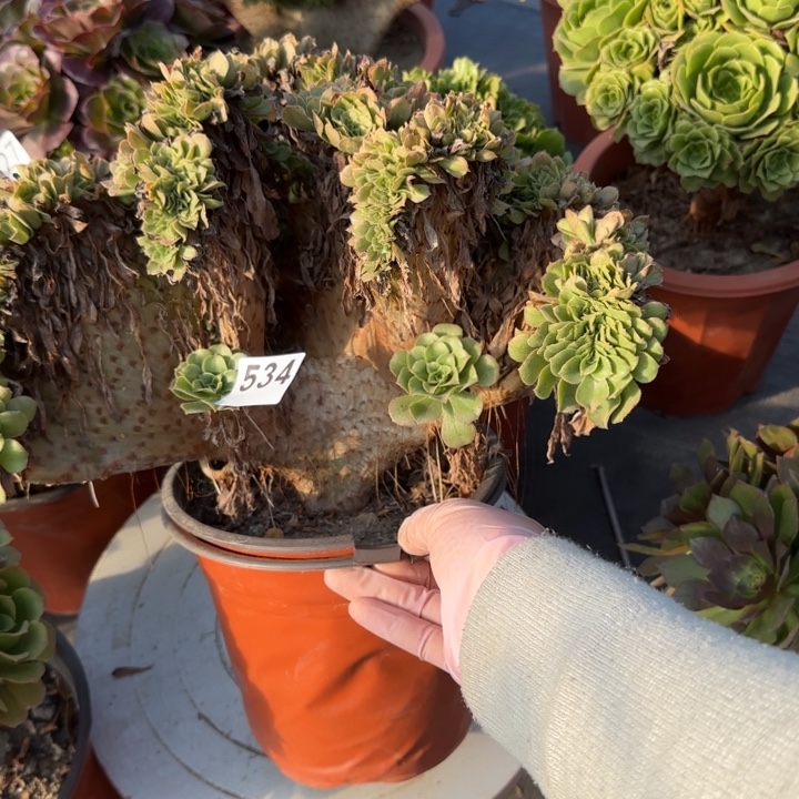 小***艾多肉植物绿缀534号