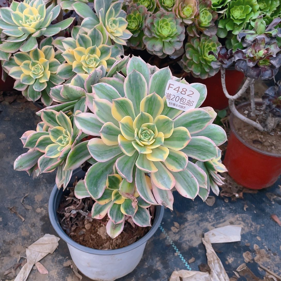 482灿烂有伤多肉法师