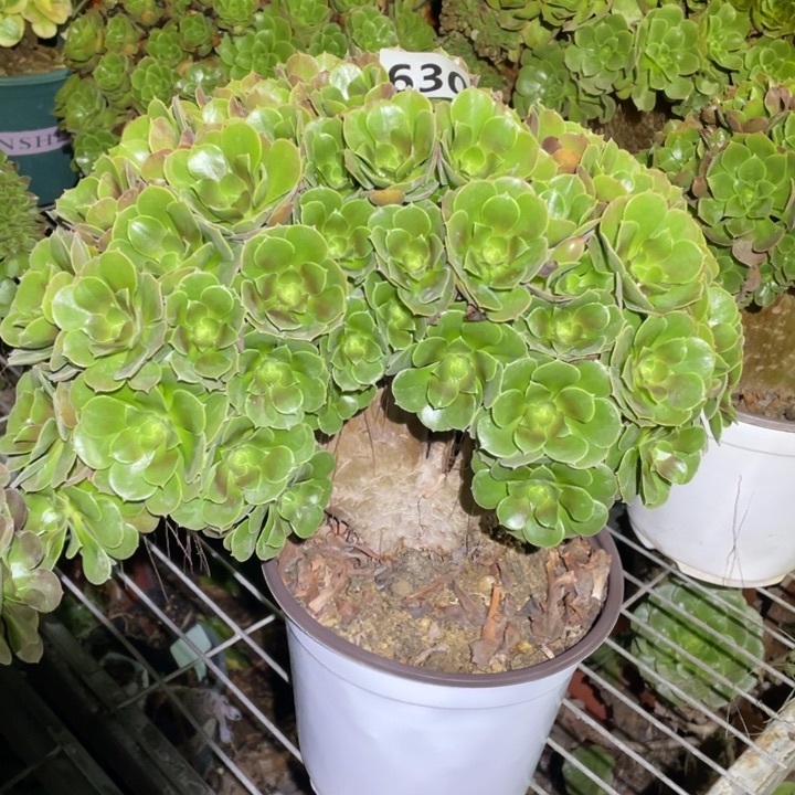 28厘米左右玫瑰朵朵缀630号