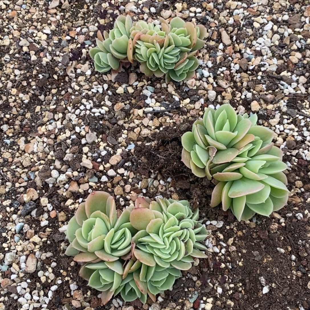 三个，折后价格，开波福利，