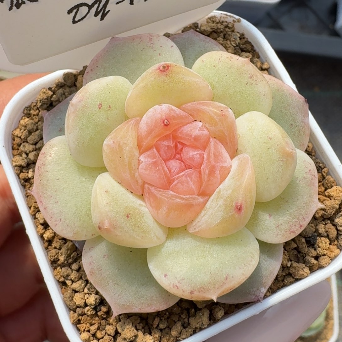 1201-014-金佰利一颗