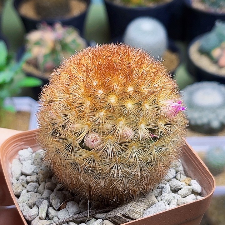 佛头嘉文丸自根5公分