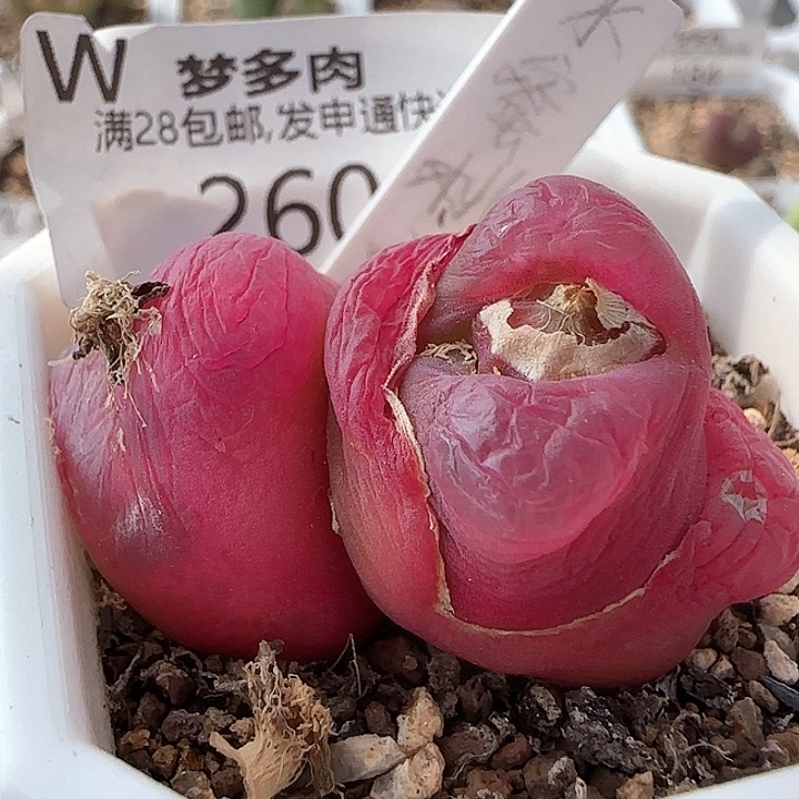 w260。     水蜜桃。   