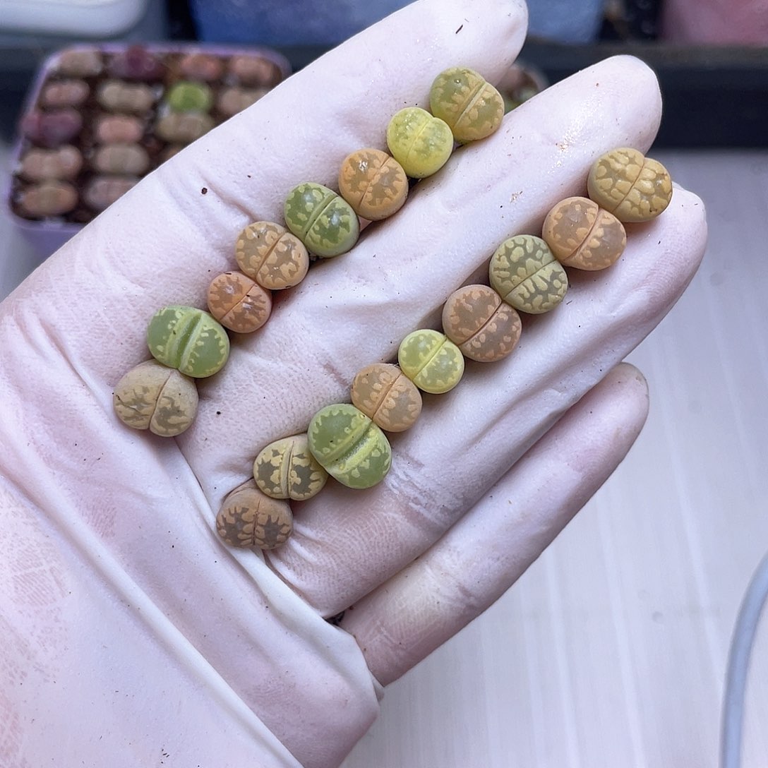 322号 彩牙………………