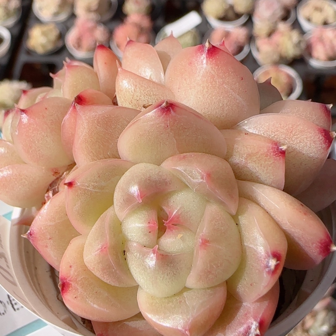 花语多肉1230-220散