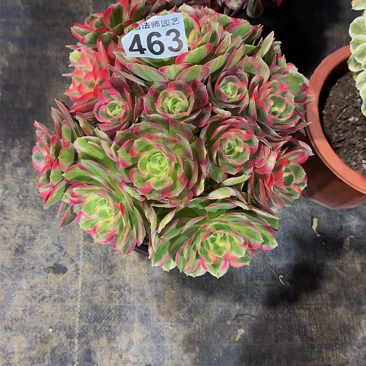 红陶粉女郎463000