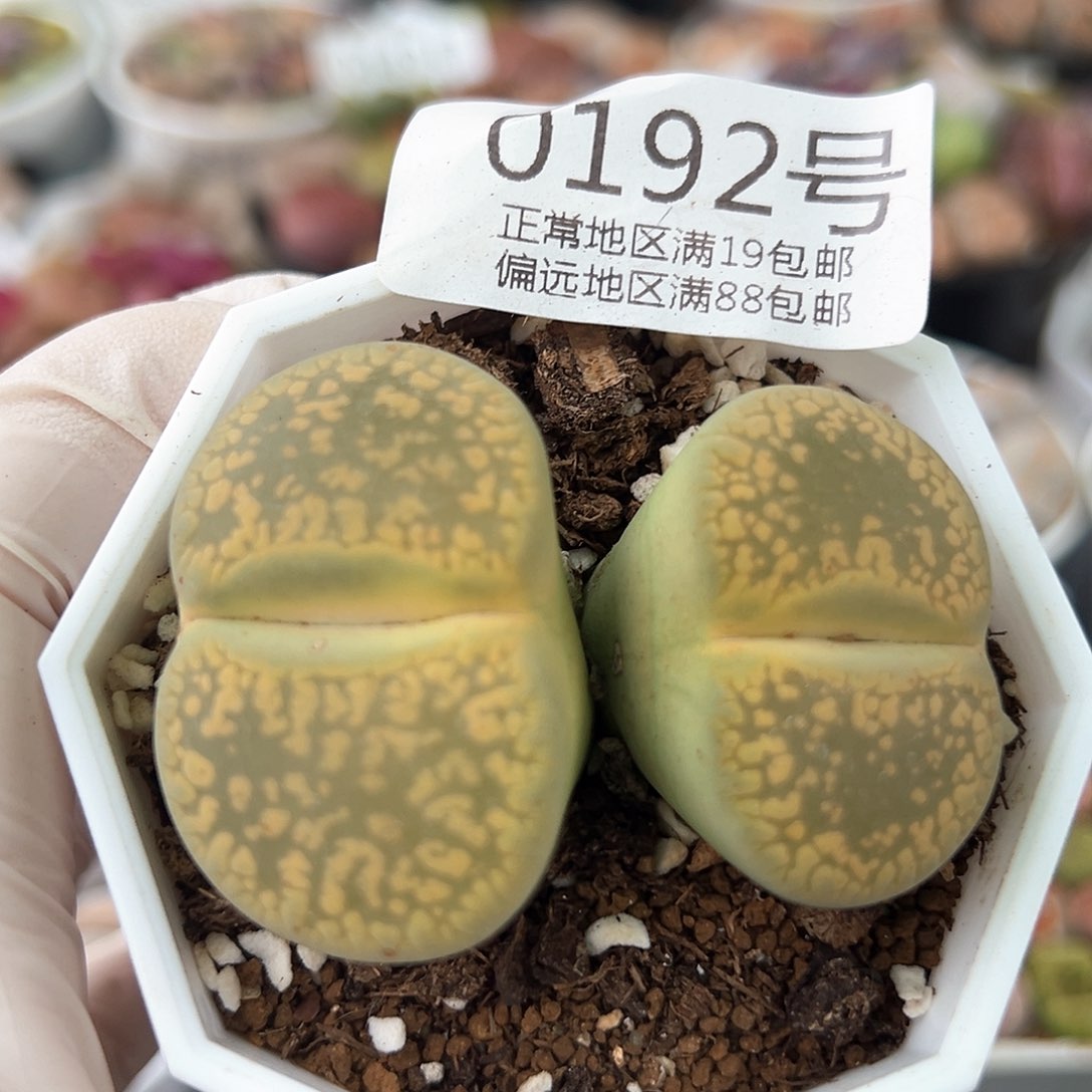 好养易活生石花大母本0192