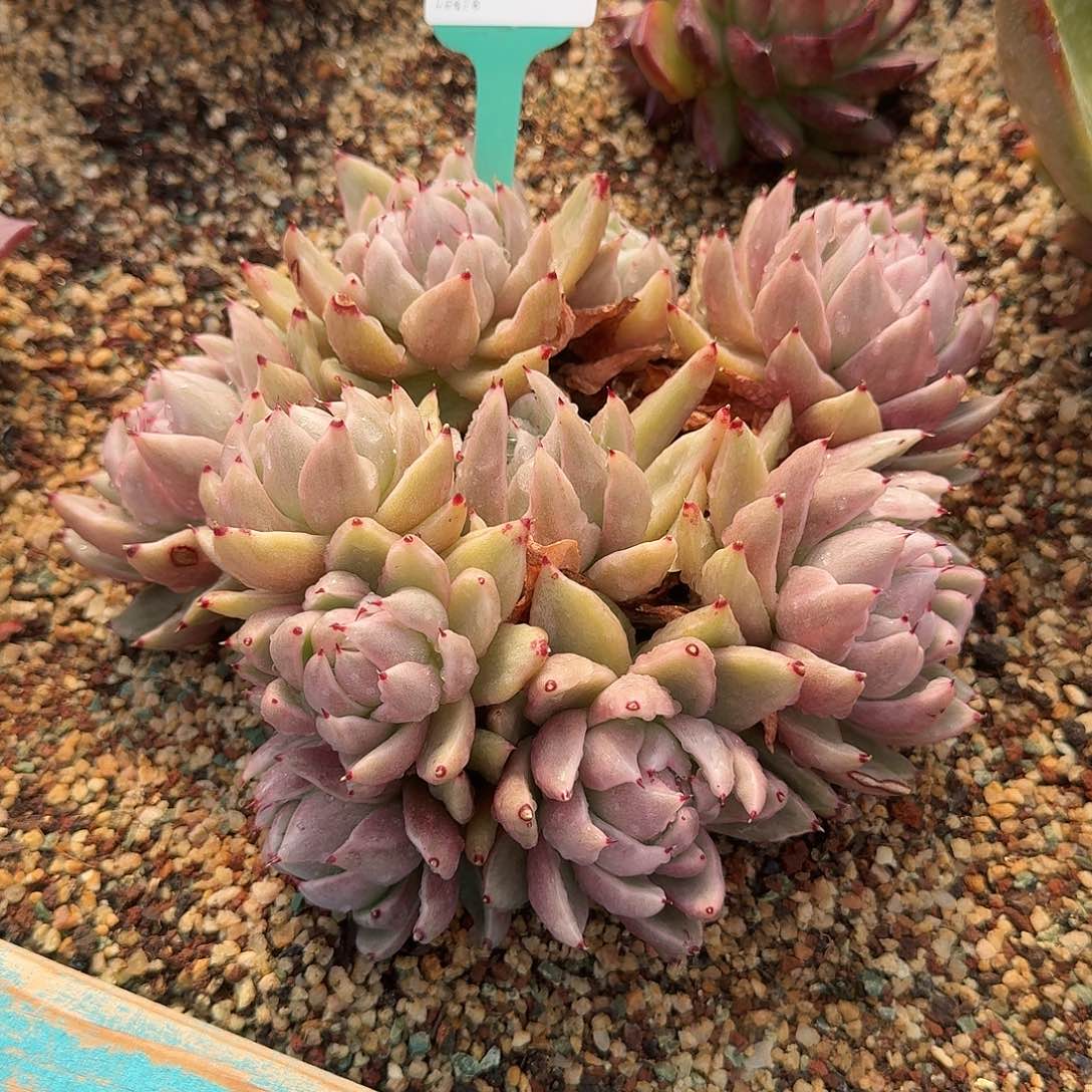 从前慢花园多肉0130-69