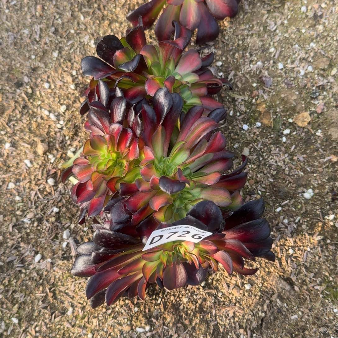 何726晚霞缀多肉植物