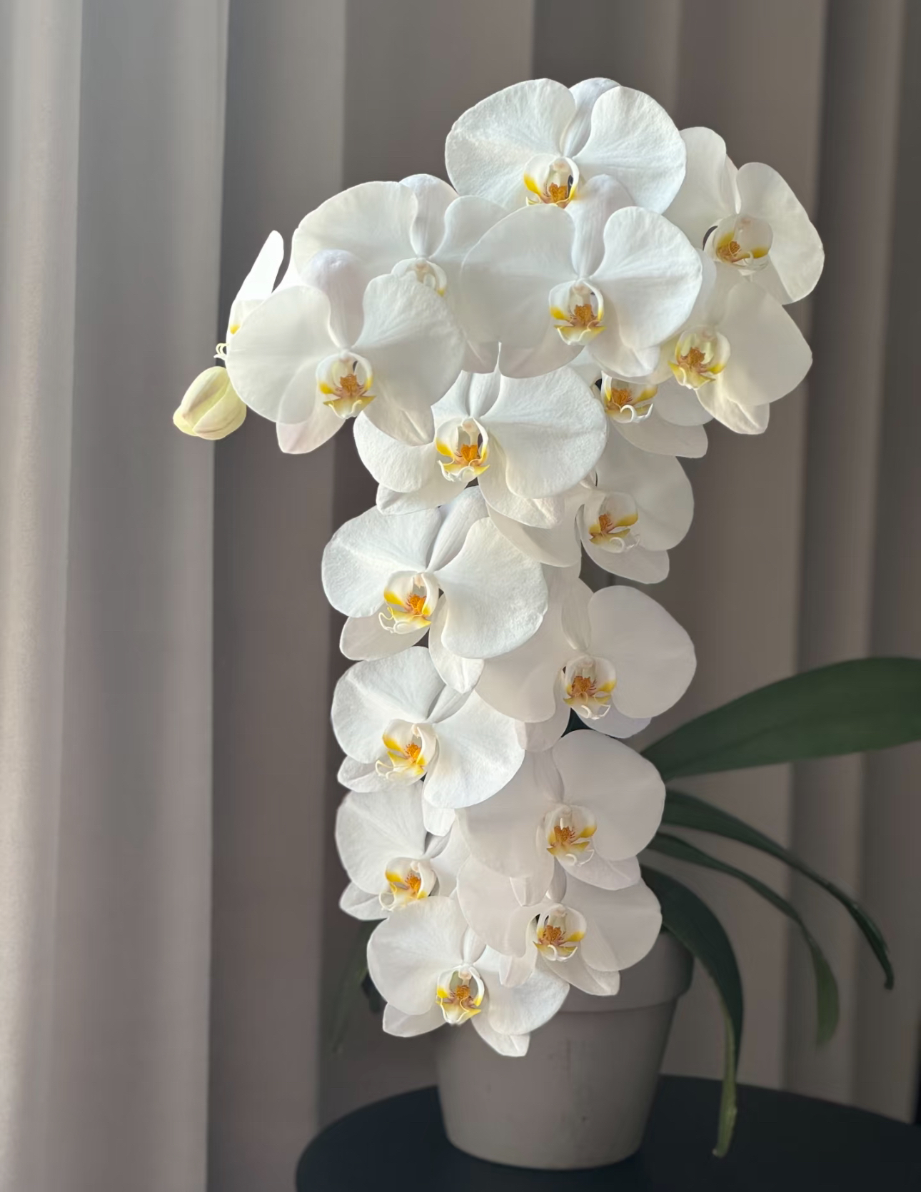 【大白v3】出花剑苗 蝴蝶兰 3.5寸杯