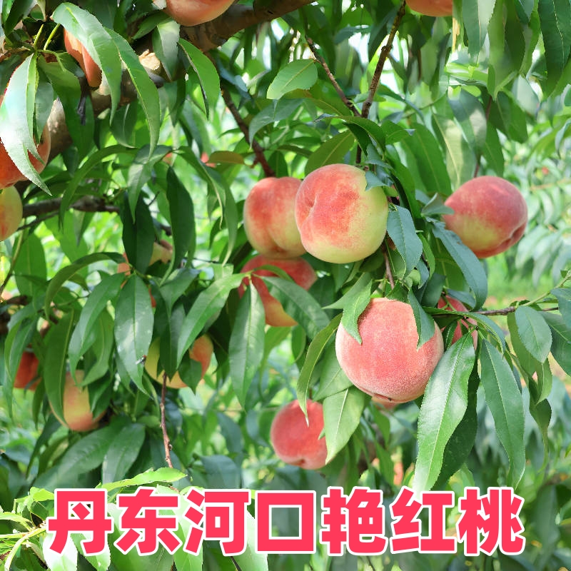 【山林匠】辽宁丹东河口艳红桃产地桃园现摘现发坏果包赔丹东艳红桃
