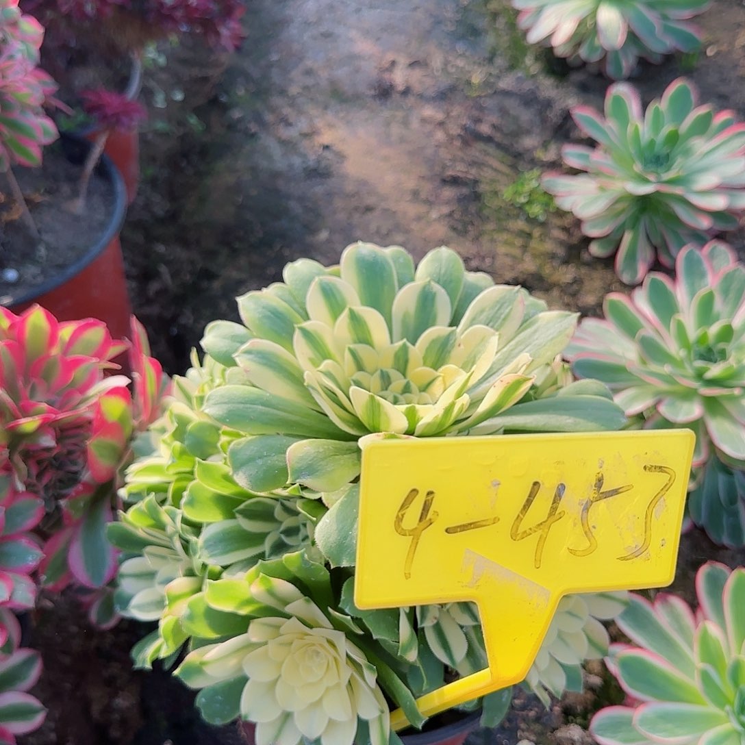 4-453-+多头多肉辛尼亚