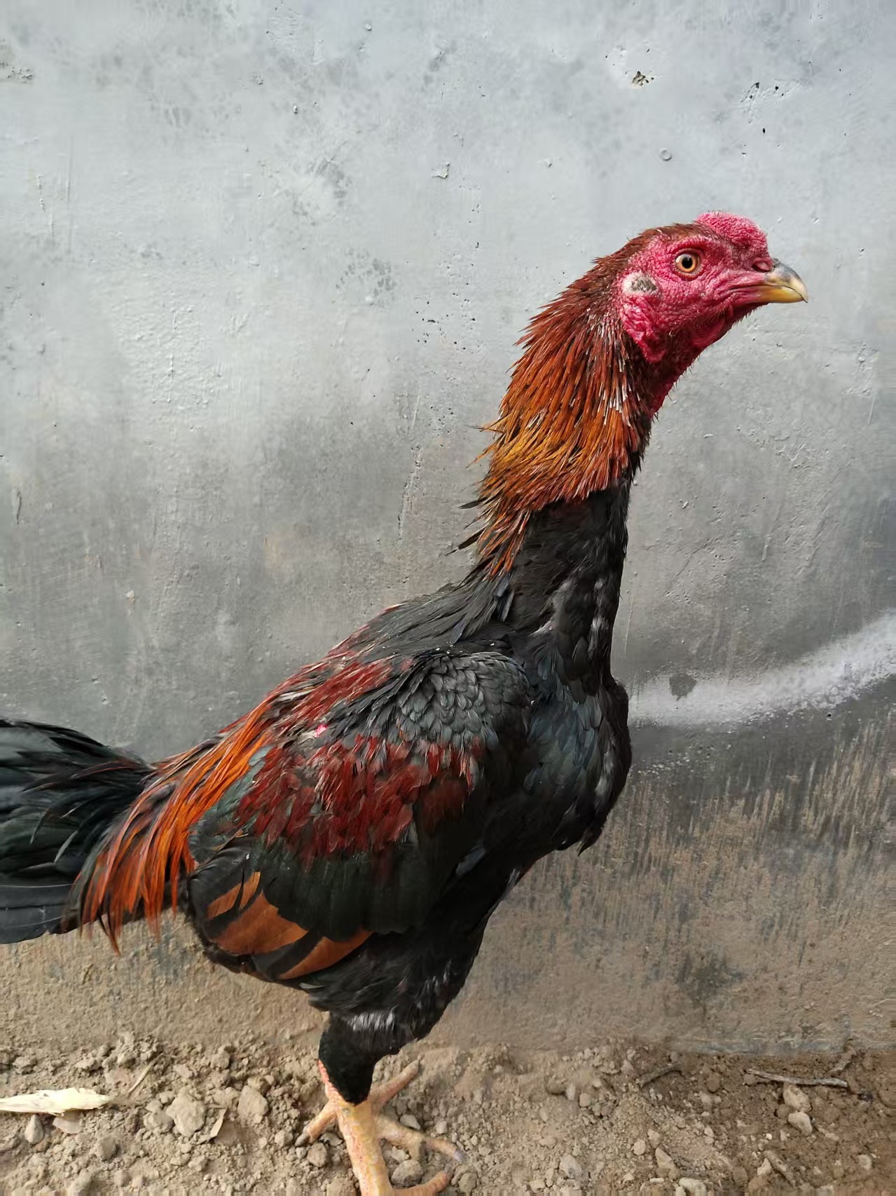 散养鸡肉，大公鸡母鸡肉，可炖汤吃肉 包冰率10%以内