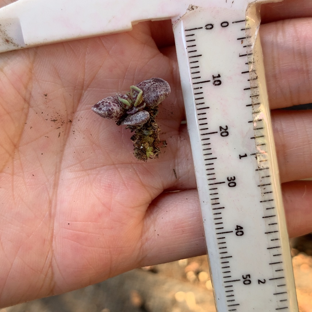 凯蒂猫变异 不凑满28元发一片叶 不售后 到付