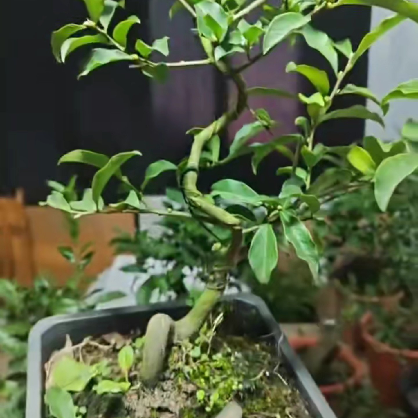 金弹子品种苗，一物一拍
