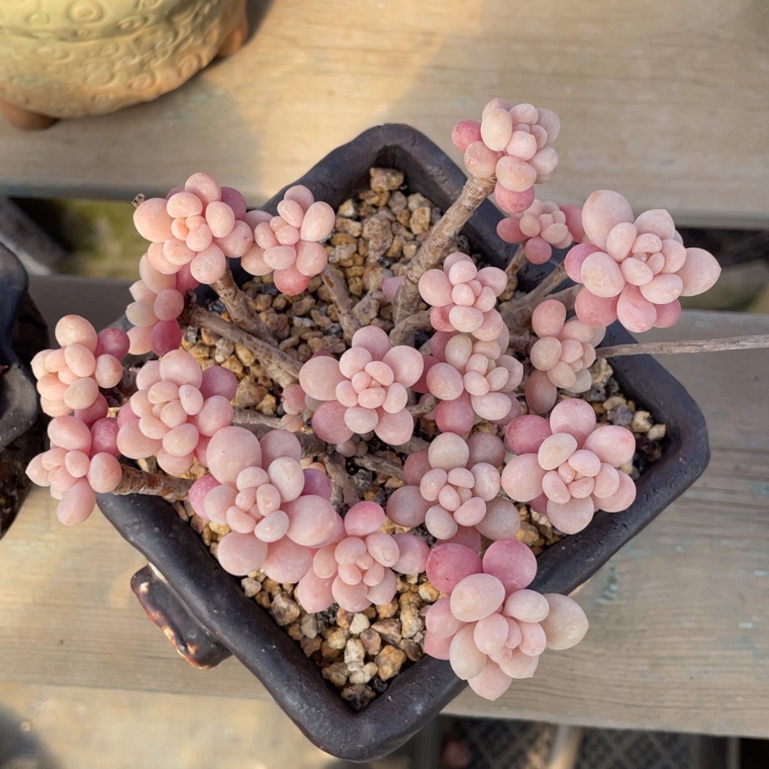 丸叶洛可可老桩群