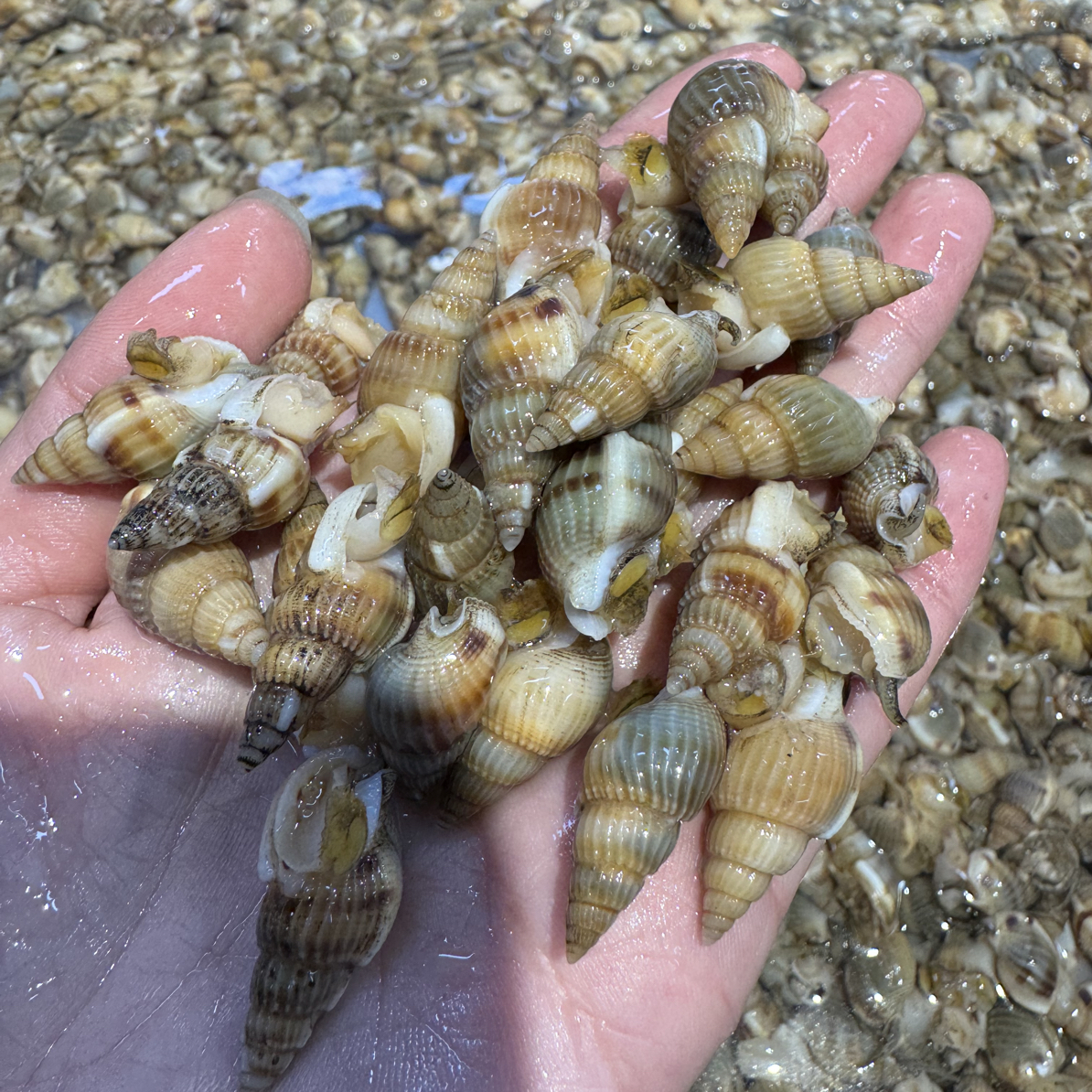 【大海锥】鲜活/精品本海海锥/大中号