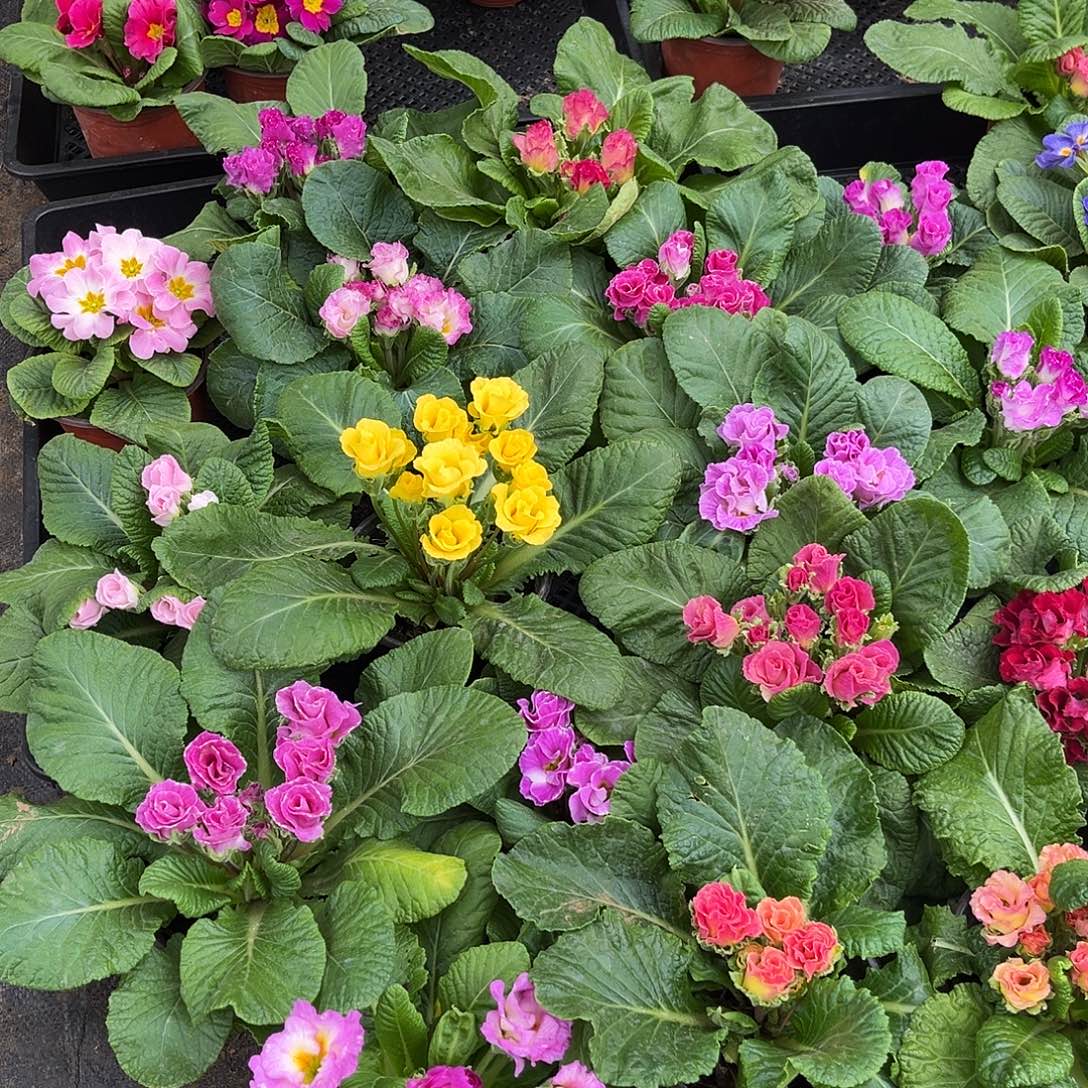 少量花朵（建议范围：2朵-5朵 或40%以下）