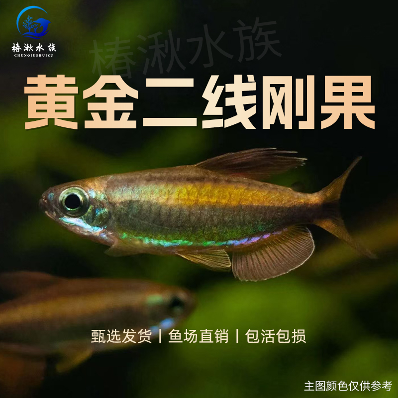 【椿湫水族】黄金二线刚果灯鱼