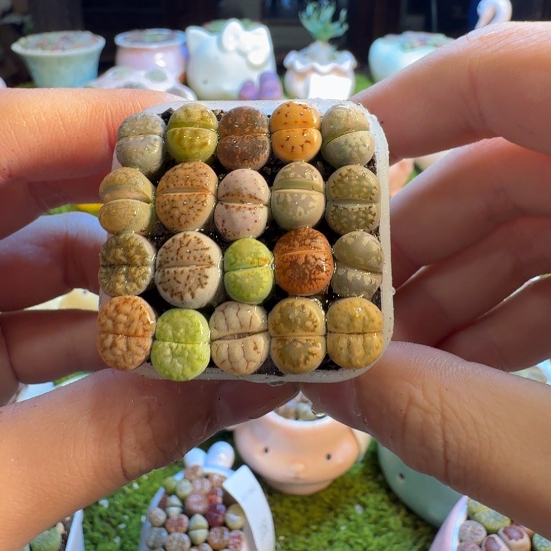 多肉葡萄的季节性1054